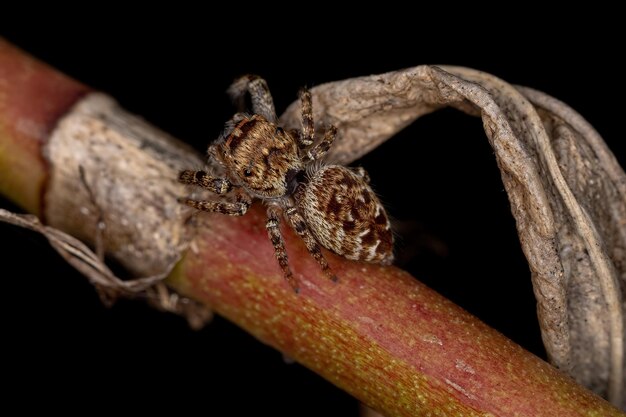 Photo small male jumping spider of the subtribe dendryphantina