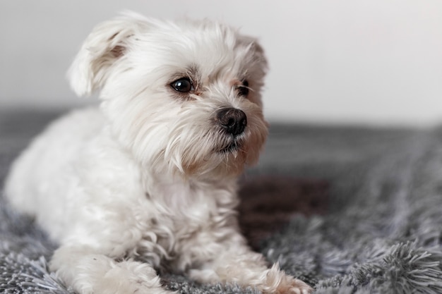 Small maltese dog lying on the bed