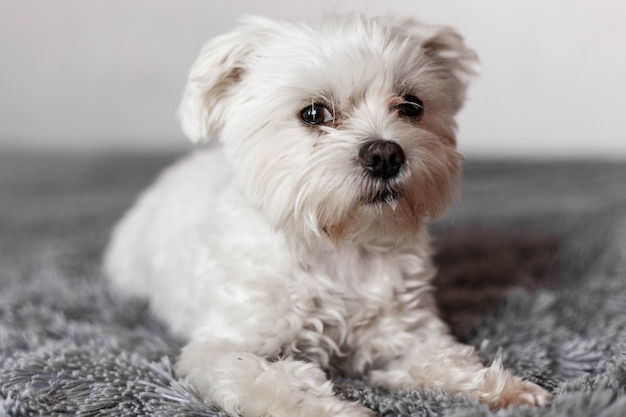 Small maltese dog lying on the bed