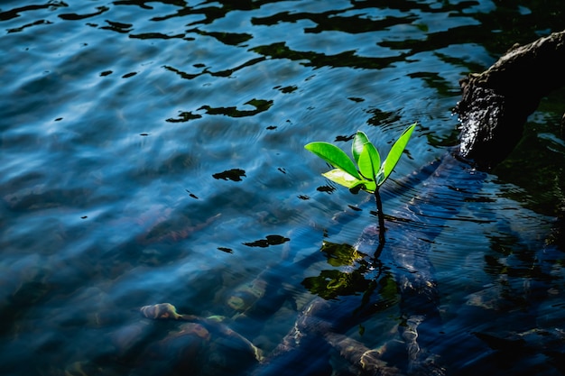 The small mangrove tree in water