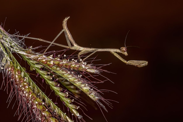 Small Mantid nymph