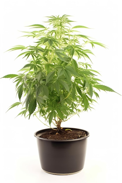 Small marijuana or cannabis plant in black pot Shot in studio on white background