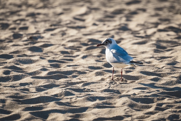 Small mediterranean gull exploring the shore