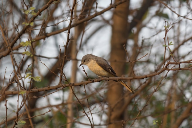 small minivet Bird is one of the endangered species of birds found sitting on a tree branch