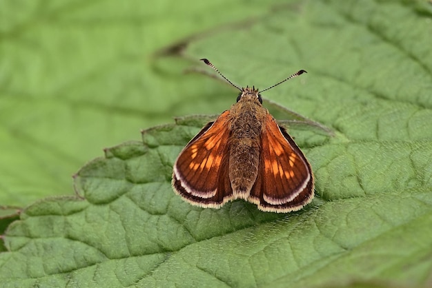 A small moth sits on a leaf in the forest.