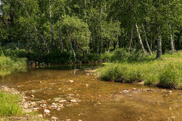 Photo small mountain stream with bottom of stones flows among thickets and trees.