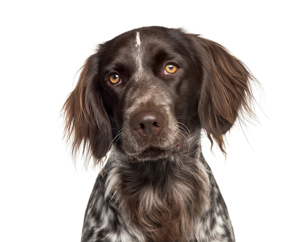 Small Munsterlander in front of white background