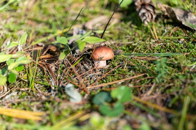 Small mushroom in autumn foliage in the park