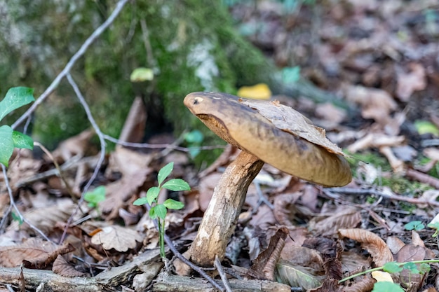 Small mushroom in autumn foliage in the park