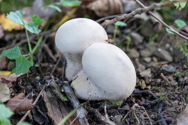 Small mushroom in autumn foliage in the park