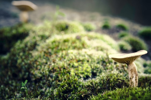 Small mushroom in the foreground with another mushroom