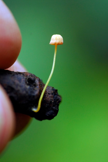 A small mushroom grows on a dead branch