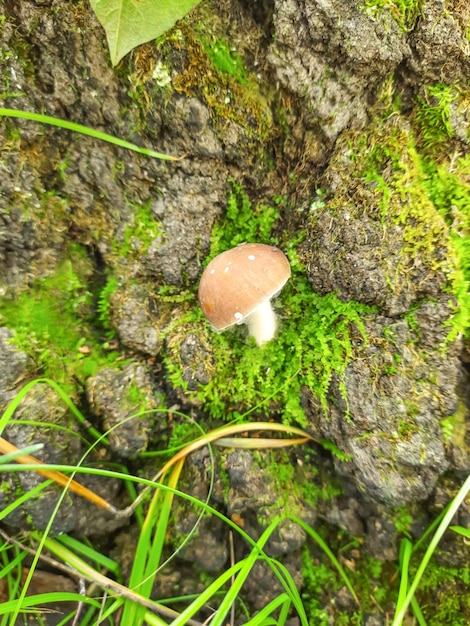 Small mushroom on a tree trunk Green grass