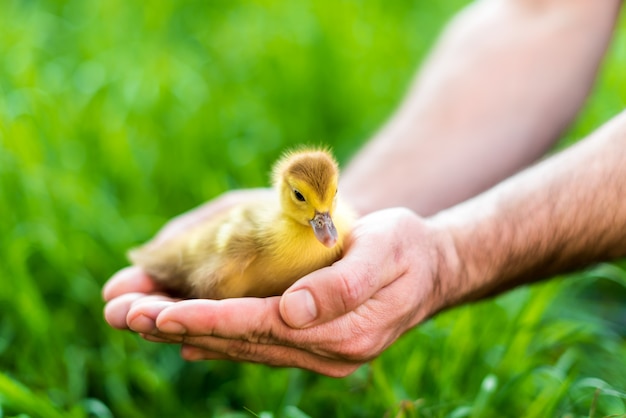 Small newborn duckling in the hands of man