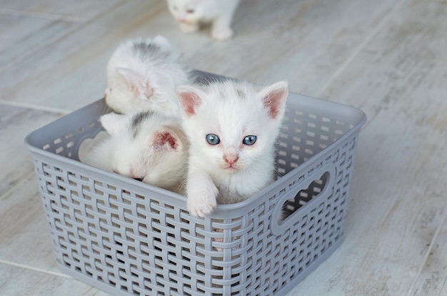 Small newly born white kittens with blue eyes Postcard cover selective focusLots of cats