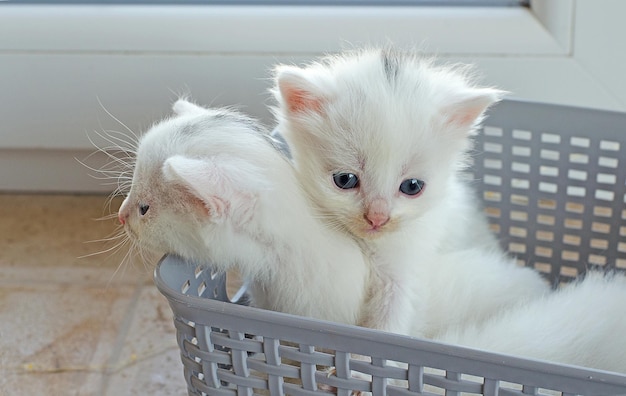 Small newly born white kittens with blue eyes Postcard cover selective focusSeveral cats