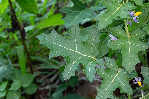 Photo small nightshade plant