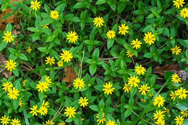 Small numerous yellow flowers filling the background forest flowers