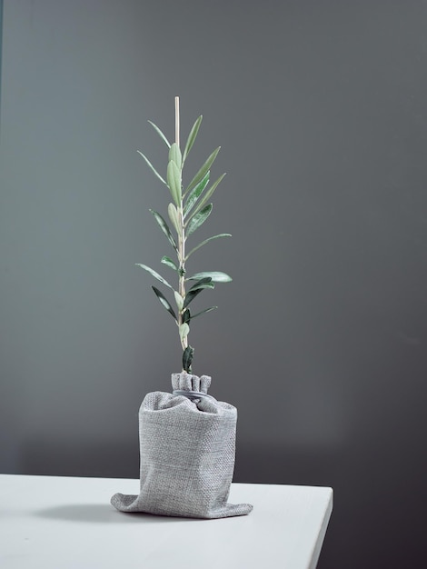 Small olive tree isolated on gray background