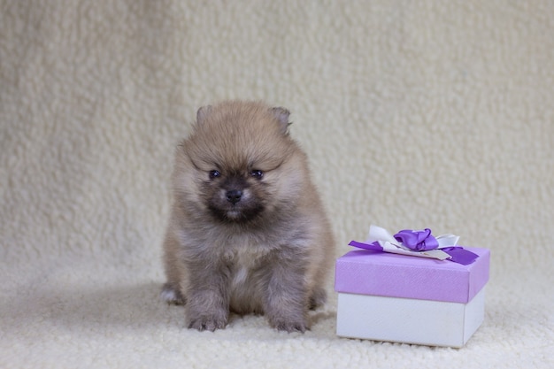 A small one-month-old Pomeranian puppy sits next to a gift box and looks at the camera. Holiday and gift concept, puppy as a gift.