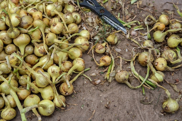 The small onion crop is spread out on a wooden table with scissors next to it.