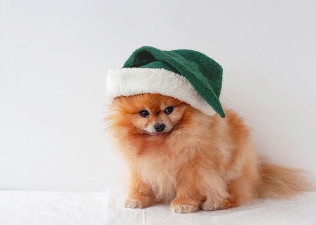 A small orange dog pomeranian in a green elf hat sits on a white background