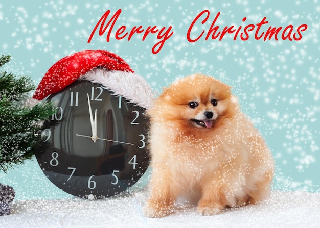 A small orange Pomeranian dog next to a clock in a Santa Claus hat in the snow a Merry Christmas card