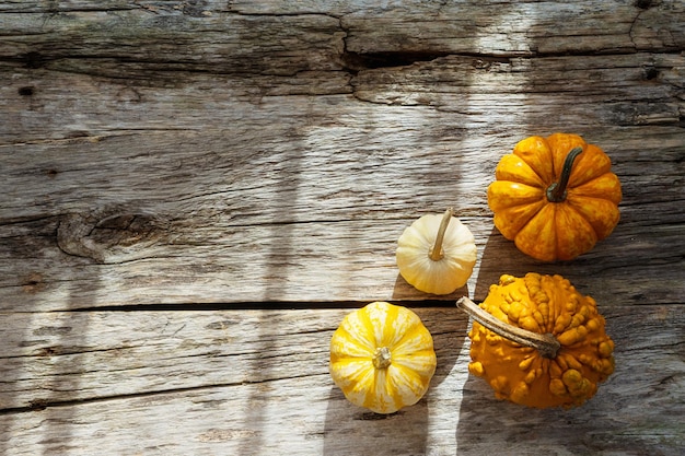 Small orange pumpkins in sunlight on wooden background top view flat lay