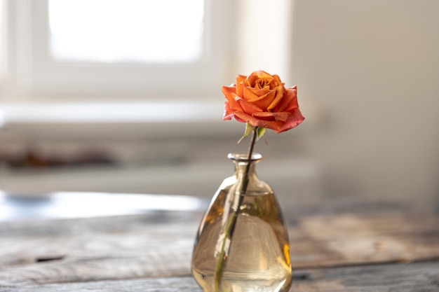 Small orange rose in a glass vase on a blurred background