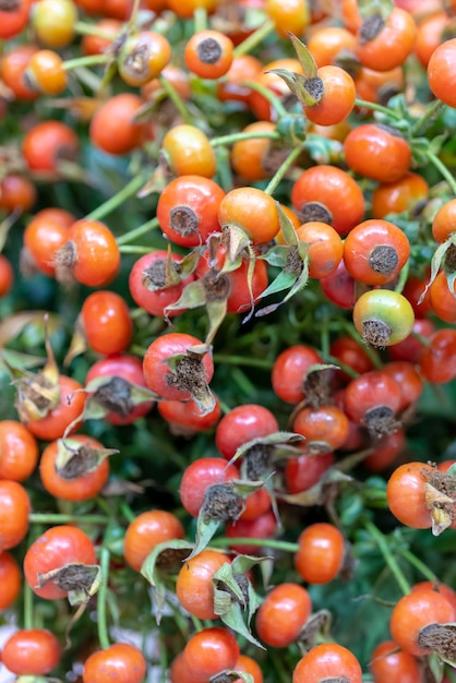 Small orange rose hips.