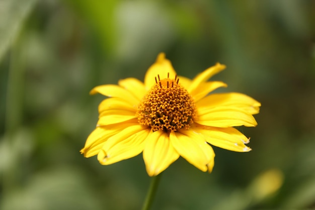 Small ornamental shrub with green dissected leaves and yellow radiate heads on long stalks Beautiful yellow chamomile flower closeup Macro of a yellow bush daisy on a blurred green natural background