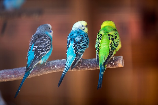 Small parrots sitting on a tree branch