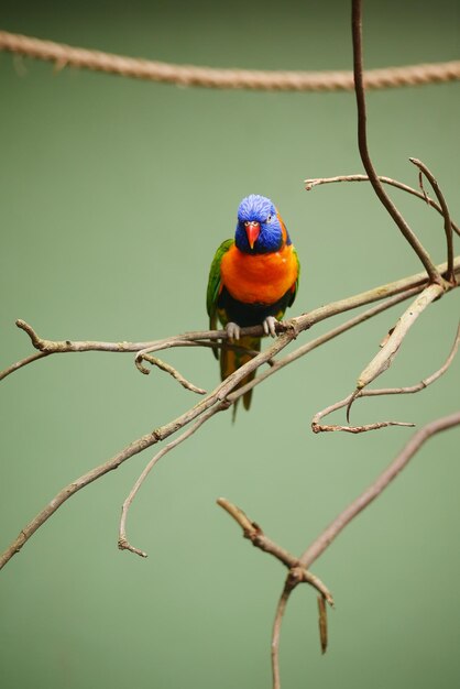 Small parrots stand on the branch against green background with copy space