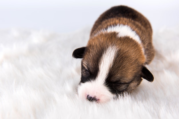 Small Pembroke Welsh Corgi puppy dog