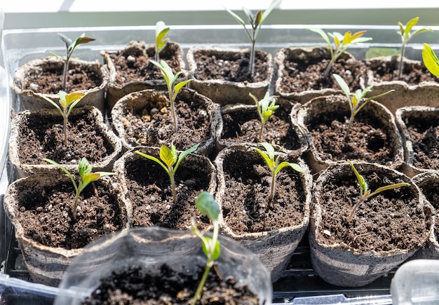 Small peper plants seedling close up in a pot in spring garden, standing in plastic crate.