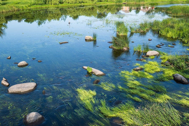 Small picturesque rushy pond on river Sunny summer day on Ros river Boguslav Ukraine