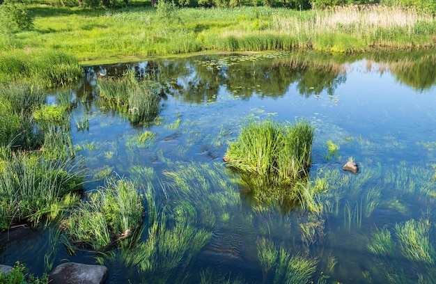 Small picturesque rushy pond on river Sunny summer day on Ros river Boguslav Ukraine