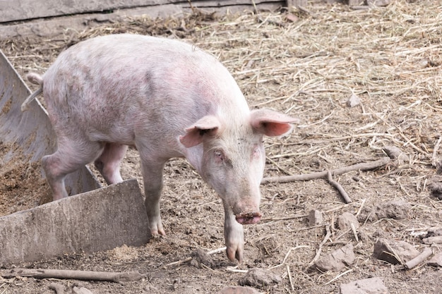 A small piglet in an open pig pen stands on fresh straw