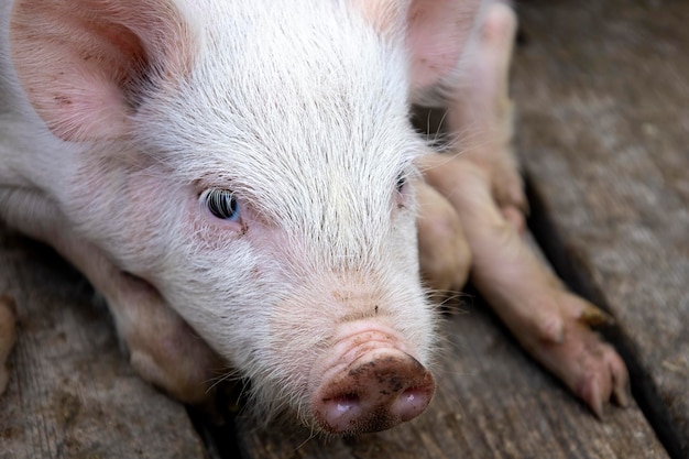 Small piglet sleep in the farm. Group of Mammal indoor waiting feed. swine in the stall.