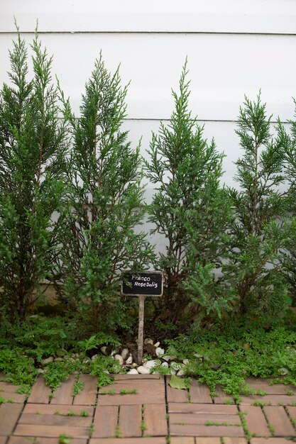 Small pine plants decoration in house's garden