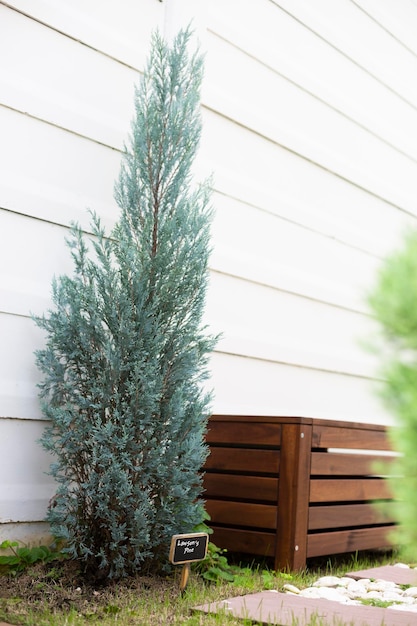 Small pine plants decoration in house's garden