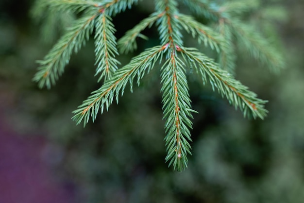 Small pine tree in a green forest