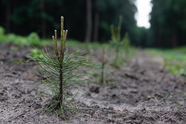 A small pine tree with new branches on the tree nursery Reforestation concept