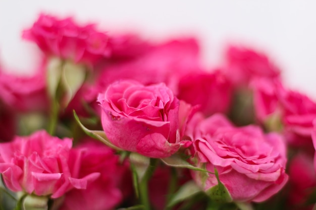 Small pink bush roses on a white background with a place for text