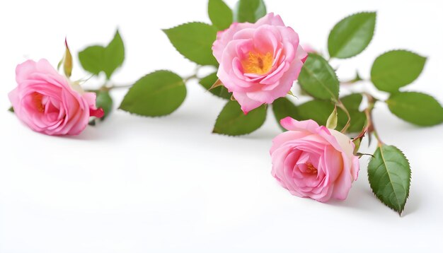 Small pink bush roses on a white background