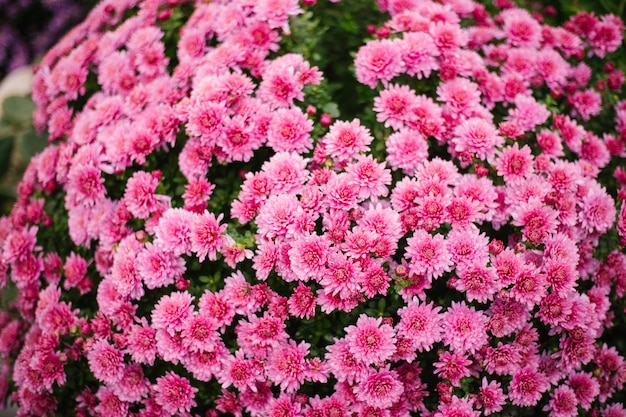 Small pink chrysanthemums or daisies grow in a flowerbed as a fluffy bush. Autumn beautiful background. Natural texture.