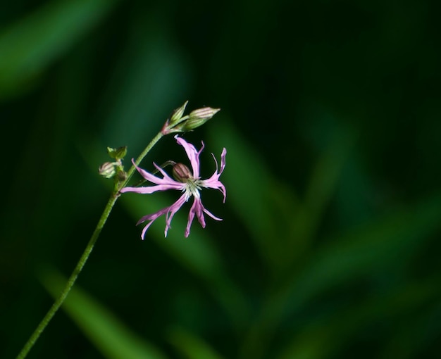 A small pink flower in a meadow on a summer morning Moscow region Russia