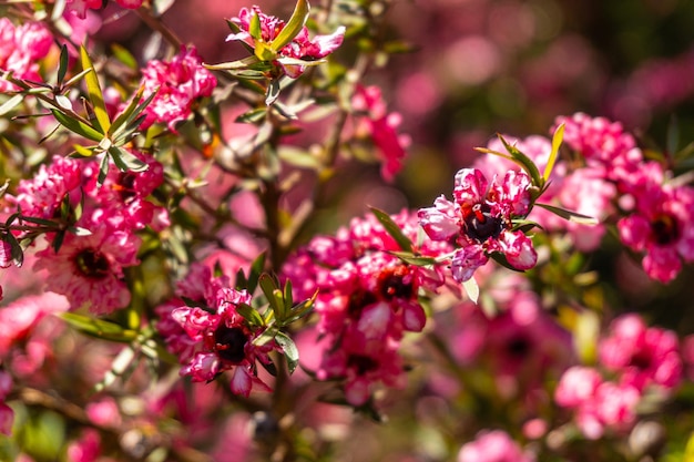 Small pink flowers in the natural park of Iturraran Basque Country