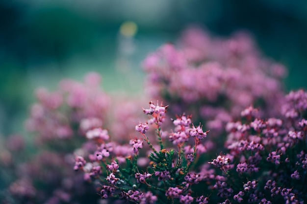 small pink flowers