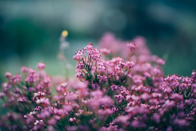 small pink flowers